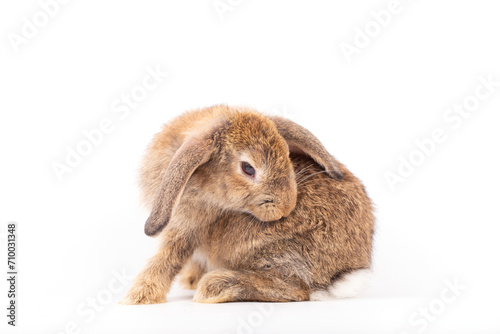 An isolated portrait or close up of lovely, adorable and fluffy Easter bunny or rabbit on white background. Cute furry and curiosity rabbit on white background Symbol of Easter day festival or events.