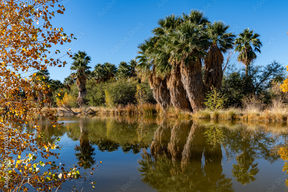 Agua Caliente Regional Park - during fall. Tucson Arizona