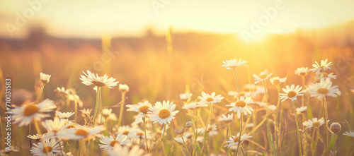 Daisies bask in the golden hour; their petals aglow as the sun dips low, painting a serene, warm end to a summer's day