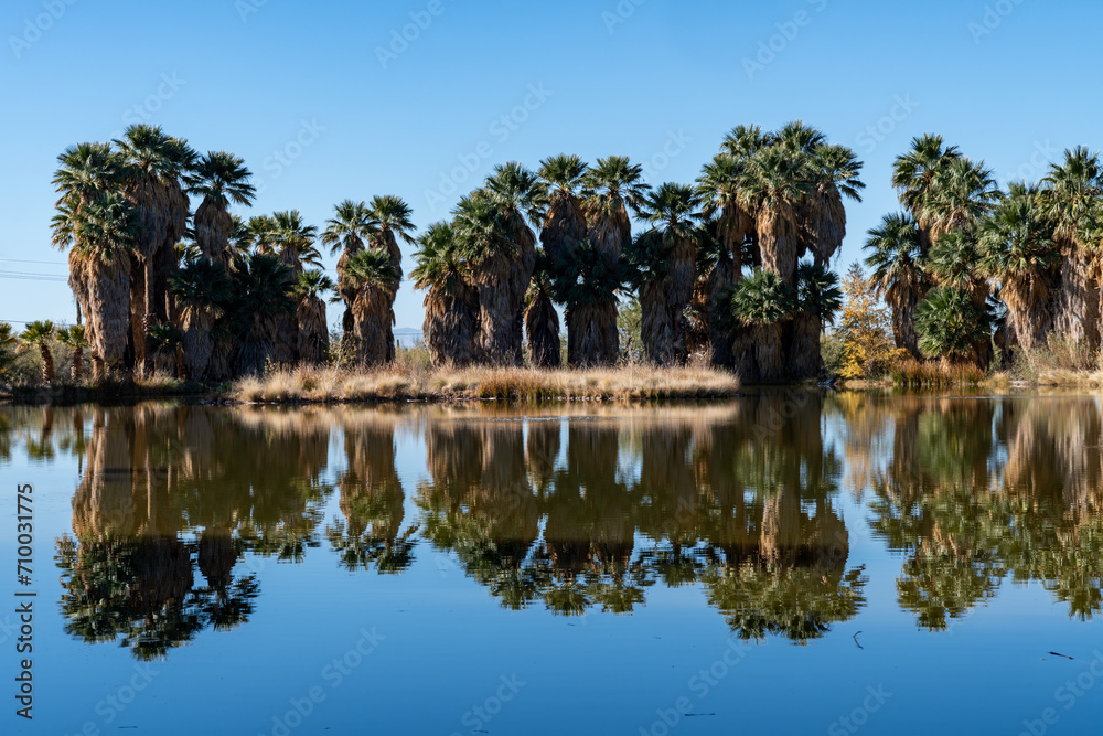 Agua Caliente Regional Park - Tucson Arizona on a sunny day