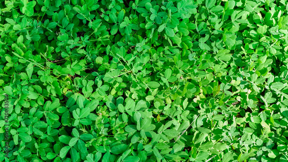 Natural green leaves fence wall in natural garden for background, texture leaves of tree is background. fresh Green leaves leafy bushes growing on lawn ground, environmentally friendly.Close-up.