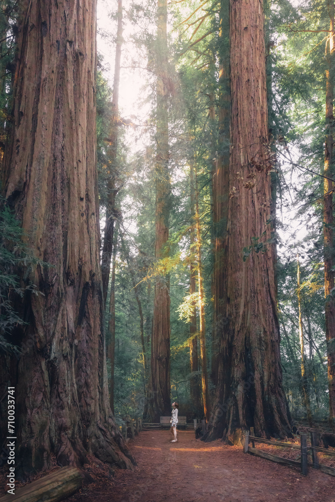 Giant Redwoods California