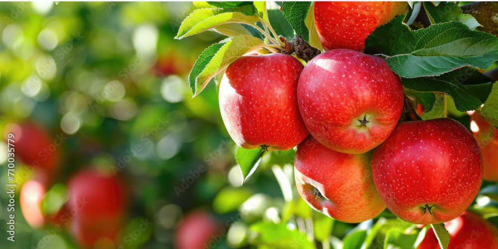 Ripe Red Apples on Tree Branch in Sunlight Ripe Red Apples on Tree Branch in Sunlight