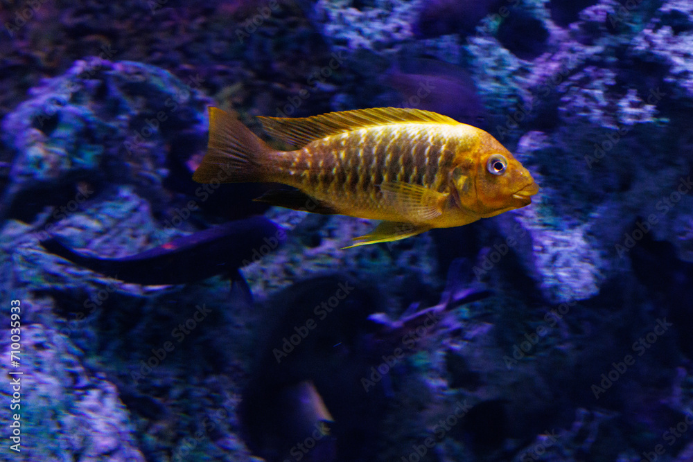 Gold fish