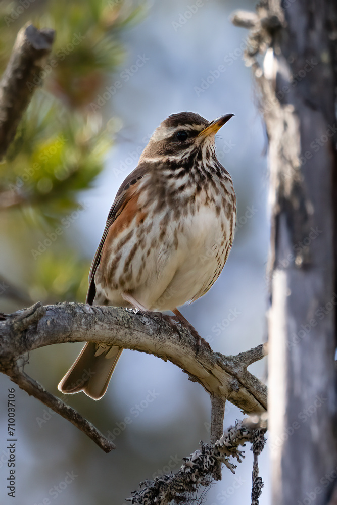 Redwing