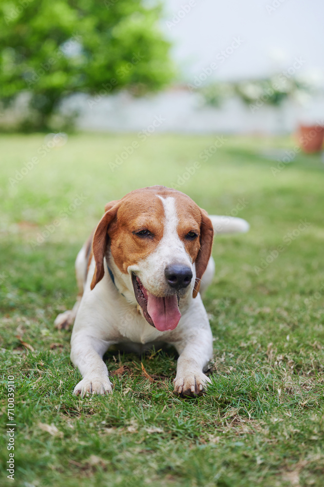 Pretty beagle dog