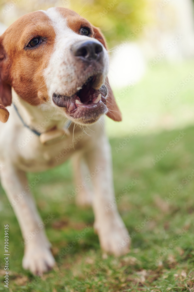 Close up of barking beagle dog