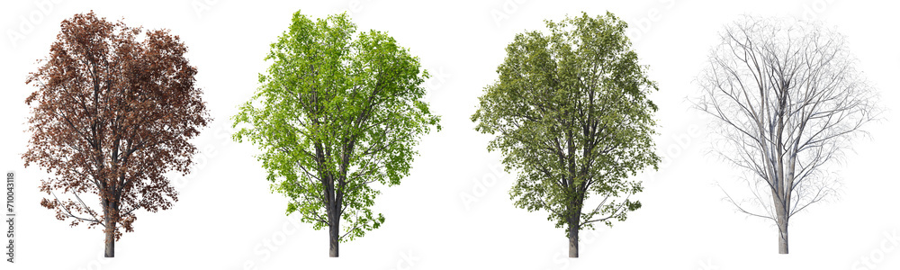 Obraz premium Set of Acer pseudoplatanus tree, Autumn, summer, spring, winter of the tree with isolated on transparent background. PNG file, 3D rendering illustration, Clip art and cut out