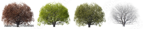 Set of Acer pseudoplatanus tree,  Autumn, summer, spring, winter of the tree with isolated on transparent background. PNG file, 3D rendering illustration, Clip art and cut out
