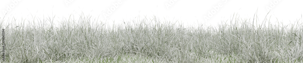 Snow grass field in nature, Meadow in winter, Tropical forest isolated on transparent background - PNG file, 3D rendering illustration for create and design or etc Snow grass field in nature, Meadow in winter, Tropical forest isolated on transparent background - PNG file, 3D rendering illustration for create and design or etc