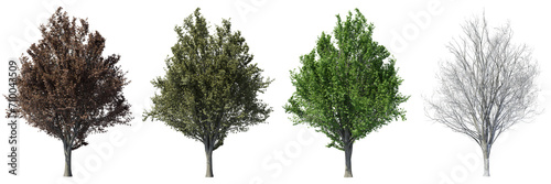 Set of Ulmus minor or Field elm tree   Autumn  summer  spring  winter of the tree with isolated on transparent background. PNG file  3D rendering illustration  Clip art and cut out