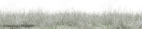 Snow grass field in nature, Meadow in winter, Tropical forest isolated on transparent background - PNG file, 3D rendering illustration for create and design or etc
