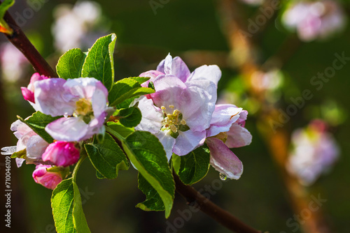A macro view of a blooming apple tree with raindrops on a spring day.