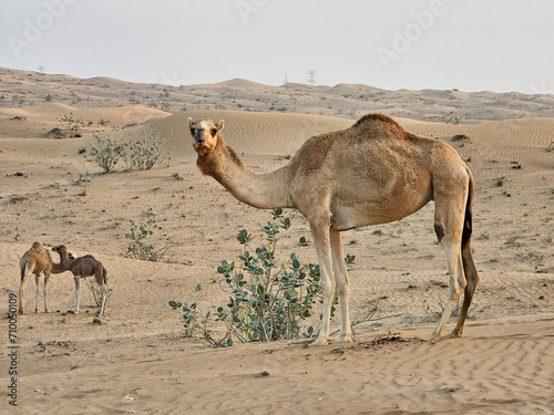 Camel with desert natural beautiful images isolated Nice background display colourful beauty scenery Great Views HD Photo Dubai UAE