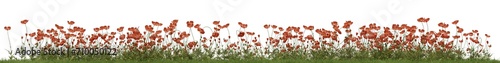 Evergreen Red poppy flower and grass field in nature, Flowres on garden in springtime, Forest isolated on transparent background - PNG file, 3D rendering illustration for create and design or etc