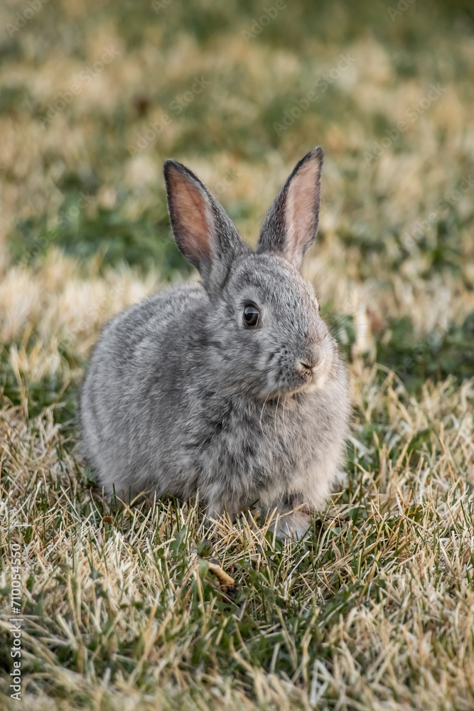 Fototapeta premium Little Gray California Baby Bunny Rabbit in Grass Yard