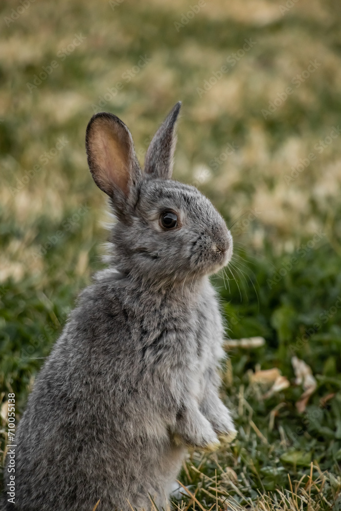 Adorable Tiny Head Standing on Legs Cali Gray Baby Bunny Adorable Tiny Head Standing on Legs Cali Gray Baby Bunny