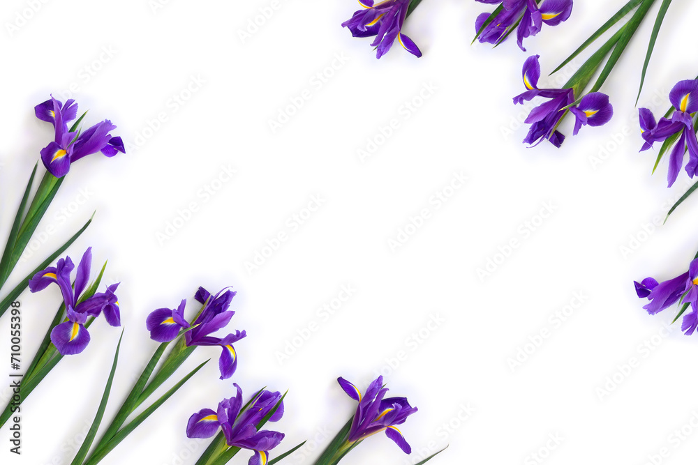 Flowers violet iris on a white background with space for text. Top view, flat lay. Spring decoration Flowers violet iris on a white background with space for text. Top view, flat lay. Spring decoration