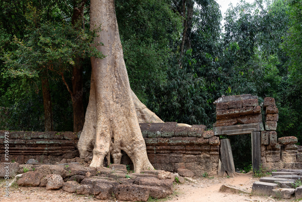 Spung tree or Tetrameles growing over the walls of Ta Prohm Temple, Siem Reap, Cambodia Spung tree or Tetrameles growing over the walls of Ta Prohm Temple, Siem Reap, Cambodia