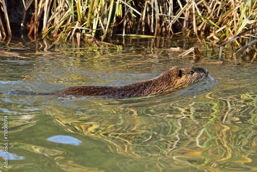 Nutria (Myocastor coypus) schwimmt photo