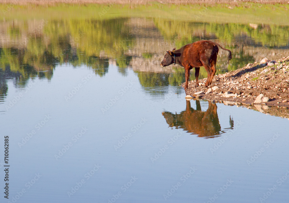 Peeing Cow Peeing Cow