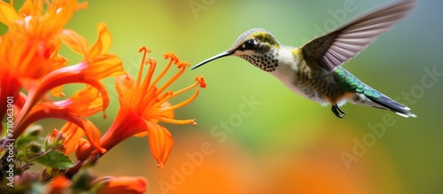 Tiny Costa Rican hummingbird, Selasphorus scintilla, near vibrant orange flower. photo
