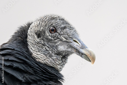 Condor raven portrait outdoors bird. photo