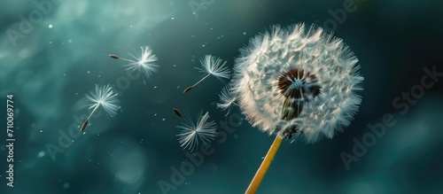 A white tuft of hairs on dandelion, blown by wind, carrying seeds away.