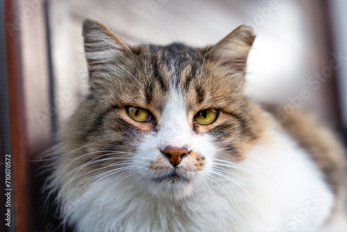 A street tabby striped cat with a white muzzle and yellow eyes sits and looks directly at the camera.