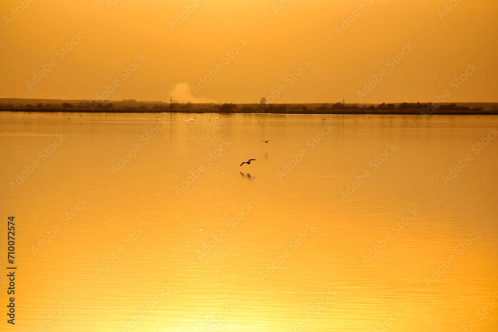 Birds fly over the lake, sunset reflection on the water