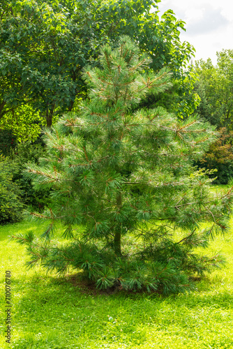 Pinus armandii also known as Taiwan high mountain pine, Taiwan mountain pine