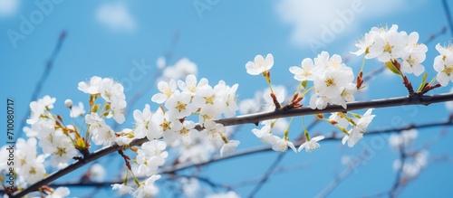 Beautiful small flowers on tree branches against blue sky  perfect for spring.