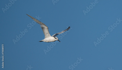sandwich tern in flight over the mediterranean sea 