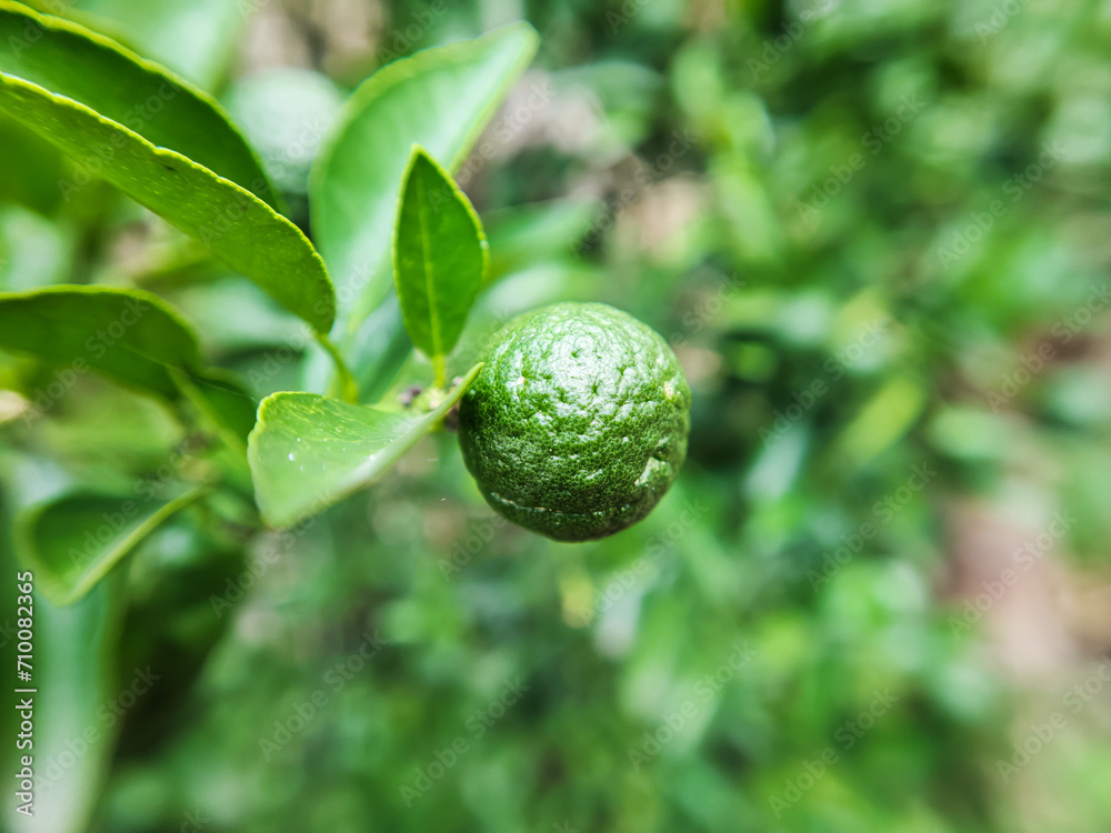 Kaffir lime Kaffir lime