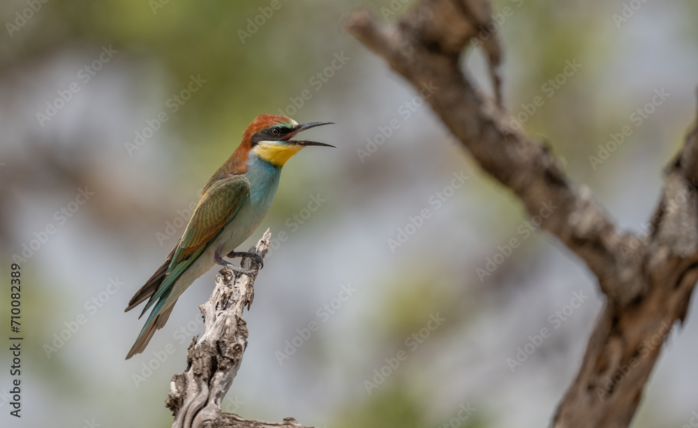 european bee-eater singing on the branch european bee-eater singing on the branch