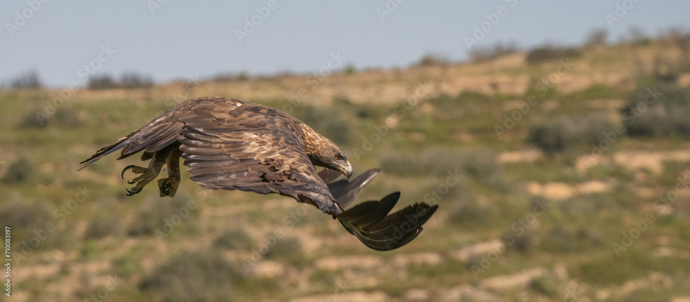 the majestic golden eagle in flight