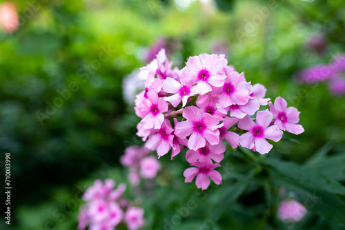 Close-up of the flowers of phlox paniculata Bright Eyes. natural photo
