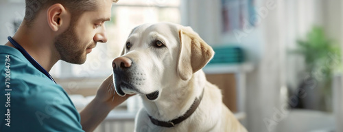 Veterinarian lovingly examining a dog. A compassionate vet in blue scrubs treats labrador, demonstrating care and professionalism. Panorama with copy space.