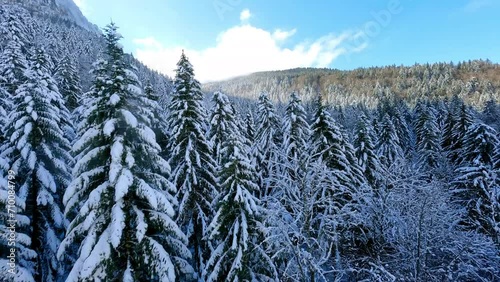 Aerial Panning Shot Of Snow Covered Fir Trees In Tranquil Forest On Mountains Against Cloudy Sky - French Alps, France