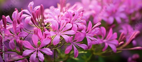 The Cleome Rutidosperma herbaceous plant has a small  beautiful lilac flower and is commonly found.