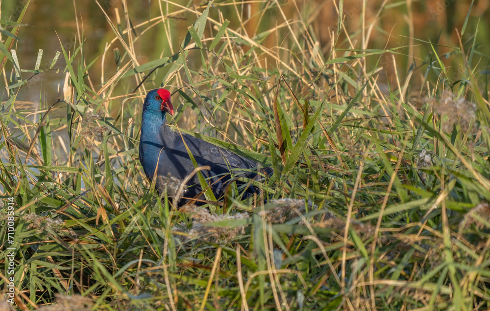 Western Swamphen among the reeds of the marsh Western Swamphen among the reeds of the marsh