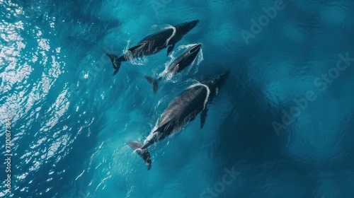 Aerial Tilt Down Shot Of Whales Splashing Water While Swimming In Ocean - Oahu, Hawaii     © Emil