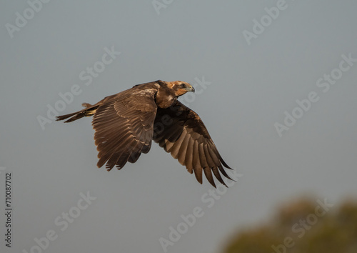 western marsh harrier in flight over the lagoon 