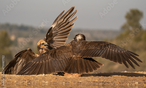 The marsh harriers in fight on the ground	 photo