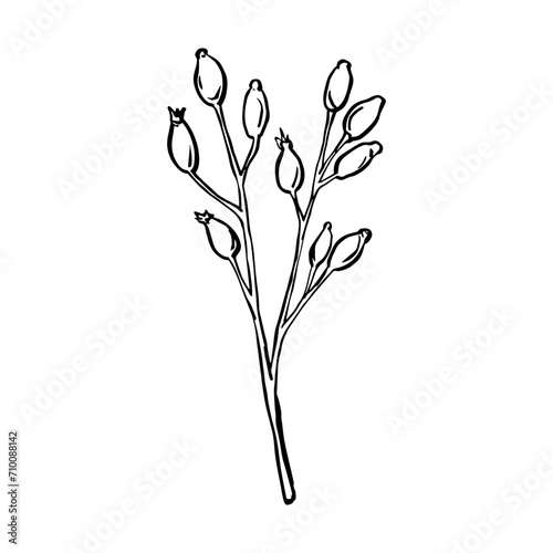 Outline vector illustration wild rose branches and berries, medicinal herb line art drawing. Rose hip sketch for logo, tattoo, wedding design. Botanical silhouettes, branch berry line arts plants