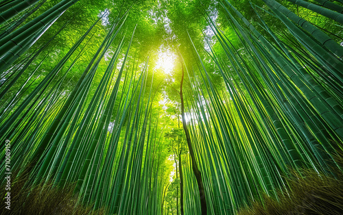 floresta de bambú 