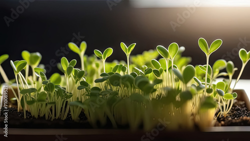 Microgreens of radish  arugula  sunflower  daikon. Close up of microgreen sprouts on black background. Healthy food concept. Generative AI