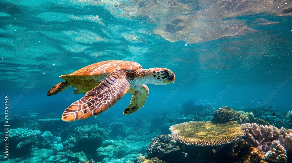 Sea Turtle swims in Australia Great Barrier Reef in blue ocean water ...