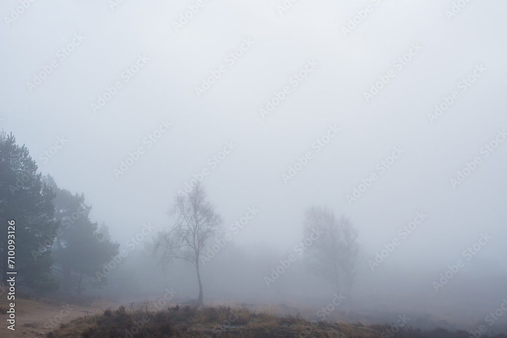 Heavy fog in a forest clearing. Heavy fog in a forest clearing.