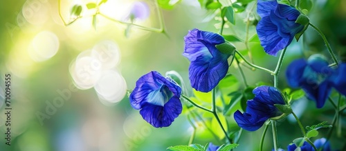 Butterfly pea flower vine is often found in yards or forest edges, with benefits for brain health, improving mood, preventing hair loss, and stimulating hair growth.